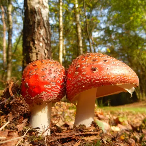 Klein_rondje_paddestoelen_herfst_eureka_hulsbeek.webp